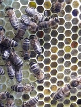 Honig für die Gesundheit und zum geniesen