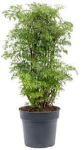 Aralia (polyscias) Ming