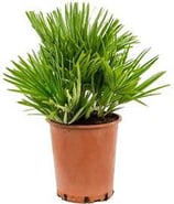 Chamaerops humilis 'Vulcano'