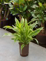 Dracaena Lemon Line
