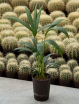 Howea forst. (Kentia) 5pp