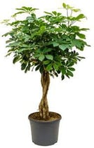Schefflera arboricola 'Compacta' Stamm
