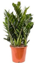 Zamioculcas zamiifolia