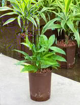 Dracaena surculosa