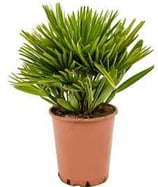 Chamaerops humilis 'Compacta'