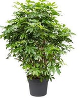 Schefflera arboricola 'Compacta'