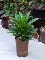 Dracaena J.C. Compacta