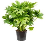 Philodendron seiloum