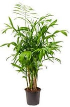 Chamaedorea seifrizii