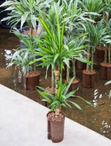 Dracaena rickii
