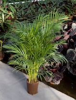 Chrysalidocarpus lut./Areca