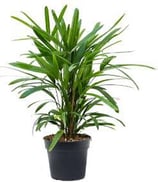 Rhapis excelsa