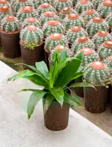 Dracaena Janet Craig