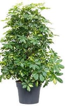 Schefflera arboricola 'Gold Capella'