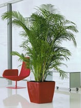 Quadro All Inclusive-Set Scarlet Rot