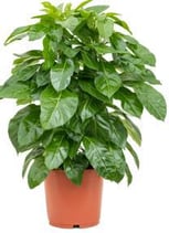 Schefflera actinophylla 'Paradise'