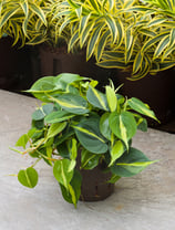 Philodendron