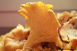 Champignons Girolles France