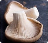 Champignons Pleurote France