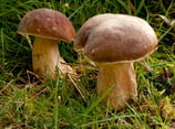 Champignons Cep Vosges