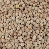 Lentilles Blondes France