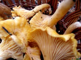 Champignons Chanterelles France