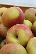 POMMES BOSKOOP ALSACE