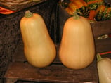 BUTTERNUT France