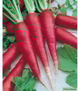 RADIS OSTERGRUS ALSACE