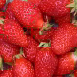 FRAISES GARIGUETTE France