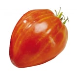 TOMATE COEUR DE BOEUF  France