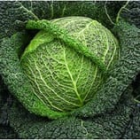 CHOU VERT DE MILAN Alsace