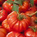 TOMATE MARMANDE France