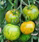 TOMATE  GREEN ZEBRA France