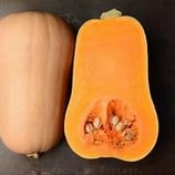 COURGE SUCRINE DU BERRY France