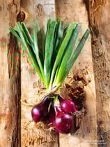 OIGNONS NOUVEAUX ROUGES EN BOTTE BIO ALSACE