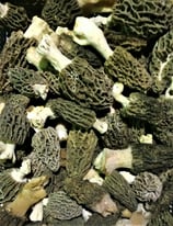 MORILLES