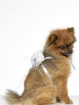 Hunderingkissen blau