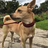 Halsband und Leine Set - Drachenzunge