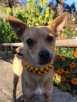 Halsband und Leine Set - Sonnenblume