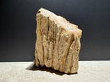 "限定 "プレミアム木化石Mサイズ #8