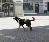 Mantrailing Geschirr V Reflekt Gr. L