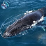 Desk Calendar Whale Highlights of the Season