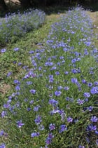 Bleuet  -  Centaurea Cyanus
