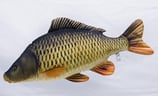 Gaby "The Common Carp Pillow" / Der Schuppenkarpfen 64cm - Plüschtier / Dekorations-Kissen