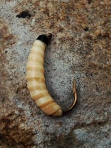 Drill Point Fishing Wax Worm - Nymphe / Wurm-Imitat