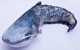 Gaby "The Catfish Pillow" / Der europäische Wels 115cm - Plüschtier / Dekorations-Kissen