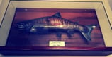 Fischtrophäe Lachs / Fischpräparat - Alaska