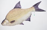 Gaby "The Common Bream Pillow" / Die Brachse 65cm - Plüschtier / Dekorations-Kissen