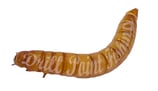 Mehlwurm / Mehlwürmer - Angelköder / Insektenlarven / Lebendköder
